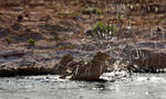 Strnad luční (Emberiza calandra)