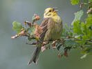 Strnad obecný (Emberiza citrinella)