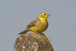 Strnad obecný (Emberiza citrinella)