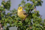 Strnad obecný (Emberiza citrinella)