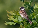 Strnad rákosní (Emberiza schoeniclus)