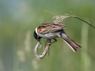 Strnad rákosní (Emberiza schoeniclus)