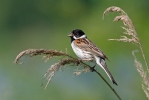 Strnad rákosní (Emberiza schoeniclus)