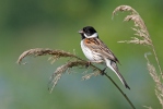 Strnad rákosní (Emberiza schoeniclus)