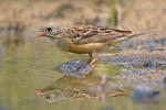 Strnad zahradní (Emberiza hortulana)