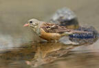 Strnad zahradní (Emberiza hortulana)