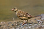 Strnad zahradní (Emberiza hortulana)