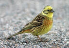 Strnádka obyčajná (Emberiza citrinella)