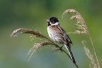 Strnádka trsťová (Emberiza schoeniclus)