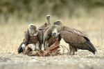 Sup bielohlavý (Gyps fulvus)