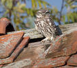 Sýček obecný (Athene noctua)