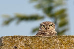 Sýček obecný (Athene noctua)