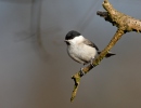 Sýkora babka (Parus palustris)