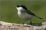 Sýkora babka (Parus palustris)