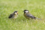 Sýkora koňadra (Parus major)