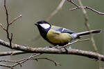 Sýkora koňadra (Parus major)