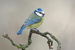 Sýkora modřinka (Cyanistes caeruleus)