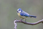 Sýkora modřinka (Cyanistes caeruleus)