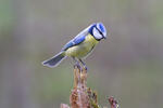 Sýkora modřinka (Cyanistes caeruleus)