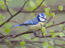 Sýkora modřinka (Cyanistes caeruleus)