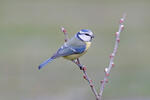 Sýkora modřinka (Cyanistes caeruleus)