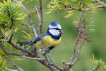 Sýkora modřinka (Cyanistes caeruleus)