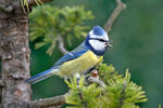 Sýkora modřinka (Cyanistes caeruleus)