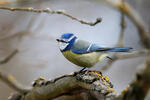 Sýkora modřinka (Cyanistes caeruleus)