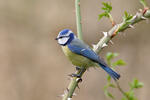 Sýkora modřinka (Cyanistes caeruleus)