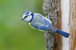 Sýkora modřinka (Cyanistes caeruleus)