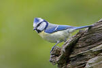 Sýkora modřinka (Cyanistes caeruleus)