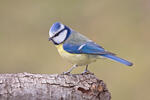 Sýkora modřinka (Cyanistes caeruleus)