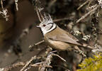 Sýkora parukářka (Lophophanes cristatus)