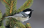 Sýkora úhelníček (Periparus ater)