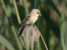 Sýkořice vousatá (Panurus biarmicus)