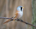 Sýkořice vousatá (Panurus biarmicus)