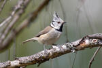 Sýkorka chochlatá (Lophophanes cristatus)