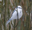 Sýkorka lazúrová (Parus cyanus)