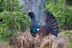 Tetřev hlušec (Tetrao urogallus)