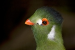 Turako bělolící (Turaco leucotis)