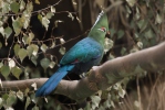 Turako Livingstonův (Turaco livingstonii)