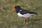 Ústřičník velký (Haematopus ostralegus)