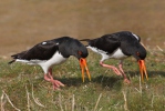 Ústřičník velký (Haematopus ostralegus)