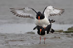 Ústřičník velký (Haematopus ostralegus)