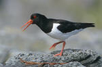 Ústřičník velký (Haematopus ostralegus)