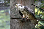 Včelojed lesní (Pernis apivorus)