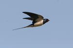 Vlaštovka obecná (Hirundo rustica)