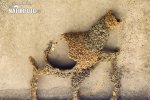 Vlaštovka skalní (Hirundo daurica)