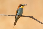 Vlha pestrá (Merops apiaster)