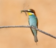 Vlha pestrá (Merops apiaster)